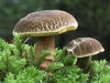 Filename=Boletus_chryseteron.jpg
Filesize=94KB
Dimensions=600x452
Date added=Jun 30, 2009 Boletus_chryseteron.jpg