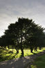 Corner_tree.jpg
