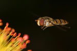 Filename=Hover1.jpg
Filesize=72KB
Dimensions=600x400
Date added=Jun 13, 2008 Hover1.jpg