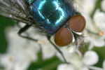 bluefly5.jpg