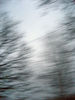 Filename=more-trees.jpg
Filesize=58KB
Dimensions=450x600
Date added=Feb 12, 2008 more-trees.jpg