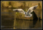 Gullflight5.jpg