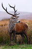 Black-Mount-Stag.jpg