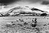 Castlerigg-Sheep_BW.jpg