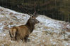 Winter-Monarch.jpg