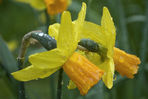 Nikon-D60_0008_klein.jpg