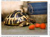 Filename=Totoise_2_small.jpg
Filesize=129KB
Dimensions=800x586
Date added=Jun 29, 2009 Totoise_2_small.jpg
